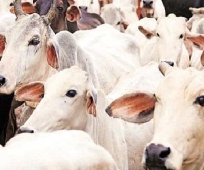 Music therapy for cows